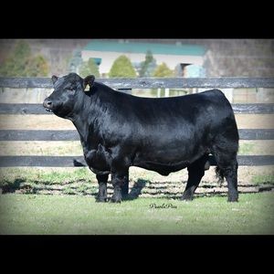 Meet your Posher, Cory